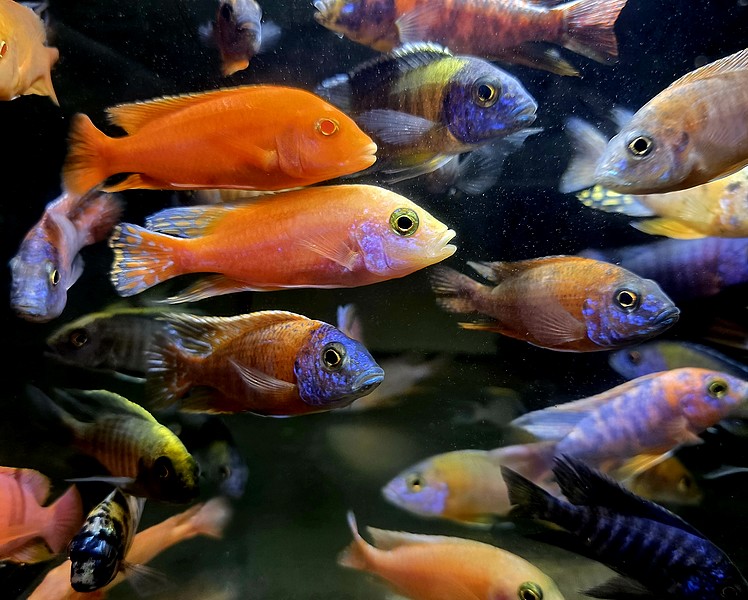 Assorted Med-large African Cichlid ~ 6-8cm Special Offer